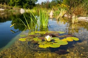 Natural Swimming Pool
